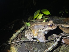 Leptodactylus savagei