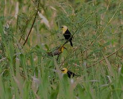 Chrysomus icterocephalus