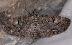 Eupithecia graefii