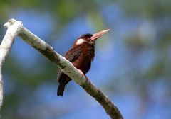 Galbalcyrhynchus leucotis
