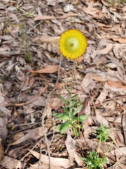 Coronidium scorpioides