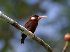 Galbalcyrhynchus leucotis