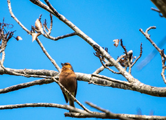 Fringilla coelebs gengleri