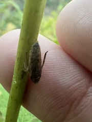 Aphrodes