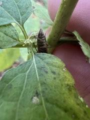 Aphrodes