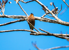 Fringilla coelebs gengleri