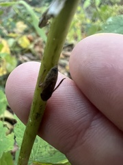 Aphrodes