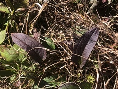 Packera schweinitziana