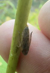 Aphrodes