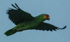 Amazona autumnalis