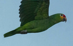 Amazona autumnalis