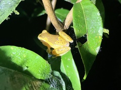 Dendropsophus ebraccatus