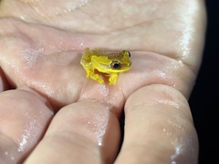Dendropsophus ebraccatus