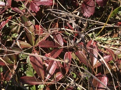 Sibbaldiopsis tridentata