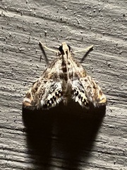 Petrophila fulicalis