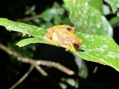 Dendropsophus ebraccatus