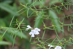 Westringieae