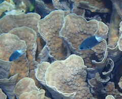 Pycnochromis caudalis