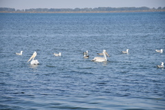 Pelecanus crispus