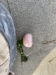 Aplidium californicum