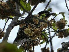 Eudynamys orientalis