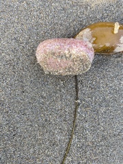 Aplidium californicum