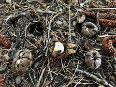 Geastrum tenuipes