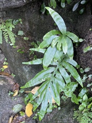 Leptochilus ellipticus