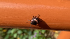 Poecilocoris lewisi