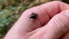 Poecilocoris lewisi