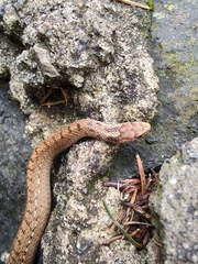 Storeria storerioides