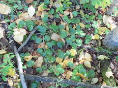 Pyrola asarifolia