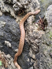 Storeria storerioides