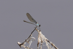 Argia lugens