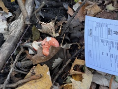 Russula silvestris