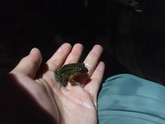 Leptodactylus melanonotus