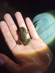 Leptodactylus melanonotus