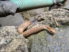 Storeria storerioides