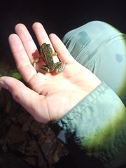 Leptodactylus melanonotus