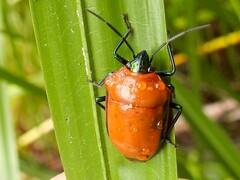 Calliphara imperialis