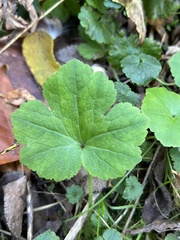Ranunculus recurvatus