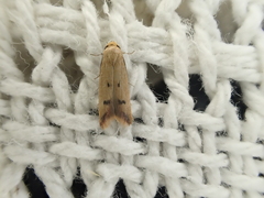Tachystola hemisema