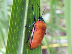 Calliphara imperialis