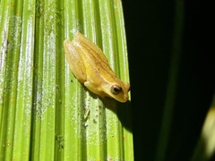 Dendropsophus microcephalus image