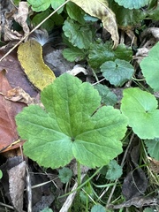Ranunculus recurvatus