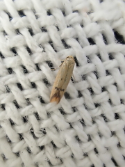 Tachystola hemisema