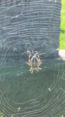 Araneus diadematus