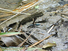 Synoeca septentrionalis
