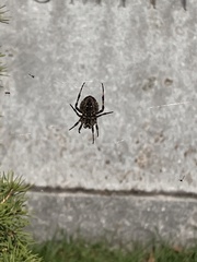 Araneus diadematus
