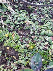 Dichondra brevifolia